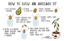Avocado tree seeds for sale  Pendergrass