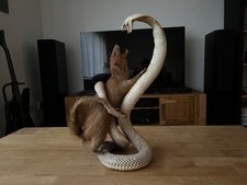Tierpräperat ausgestopft mung gebraucht kaufen  Langwedel