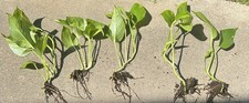 Rooted giant variegated for sale  Franklin
