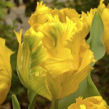 Gelbe papageien tulpen gebraucht kaufen  Emden