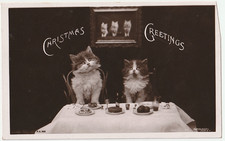1909 cute cats for sale  Hermitage