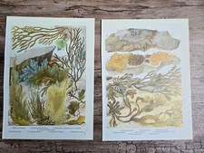 Seaweed print algae for sale  HAVERFORDWEST