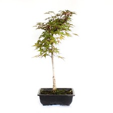 Kentis bonsai acero usato  Agliana