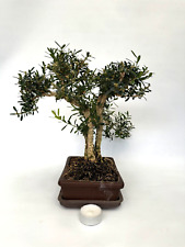 Bonsai zimmerbonsai buxus gebraucht kaufen  Böhl-Iggelheim