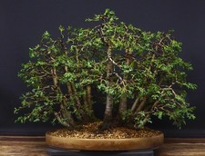 Cypress forest bonsai for sale  MALTON