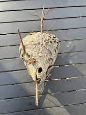 Paper wasp nest for sale  Plympton