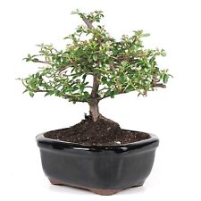 Cotoneaster bonsai tree for sale  Marietta
