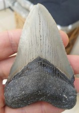 Megalodon tooth 3.79 for sale  BURGESS HILL