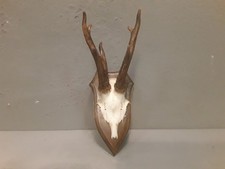 corna cervo trento usato corna cervo trento usato  Brescia