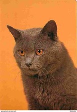 Animals cats british d'occasion  Expédié en Belgium