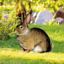 Décoration extérieure lapin d'occasion  Expédié en France