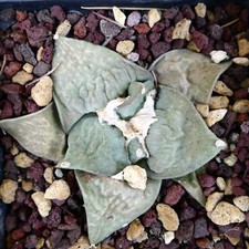 Ariocarpus retusus frumudosu usato  Napoli
