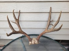 Unique mule deer for sale  Baker City