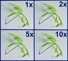 Wasserpalme zyperngras papyrus gebraucht kaufen  Neustrelitz-Umland