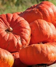Pumpkin seed cinderella for sale  Shipshewana