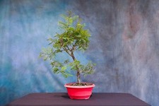 nursery trees for sale nursery trees for sale North Fort Myers
