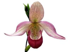Orchidee phragmipedium sedenii d'occasion  Bischoffsheim