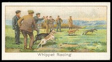 Boguslavsky whippet racing for sale  LLANRWST