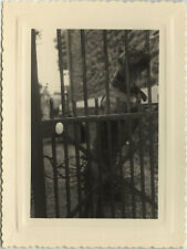 Antique photo vintage d'occasion  Expédié en Belgium
