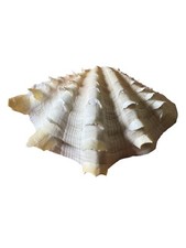 Tridacha squamosa clam for sale  Vernon Rockville