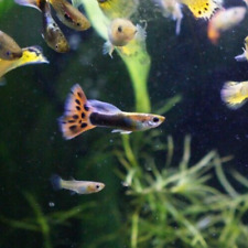 tropical fish wanted for sale tropical fish wanted for sale Pensacola
