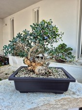 Bonsai olea europaea usato Bonsai olea europaea usato  Catanzaro