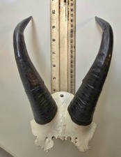 mountain goat horns for sale mountain goat horns for sale Melrose