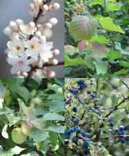 Fruit nut tree for sale Fruit nut tree for sale  TRURO