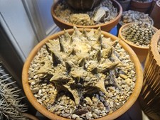 Ariocarpus retusus japanese for sale  EDINBURGH
