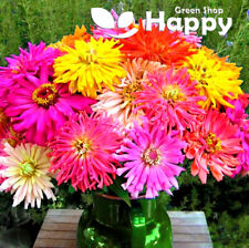 Zinnia burpeeana giants for sale  DONCASTER