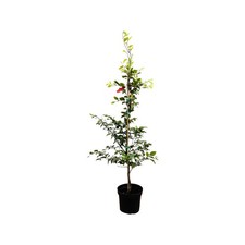 Fagus sylvatica rotbuche gebraucht kaufen  Westerstede