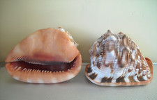 Splendida conchiglia shell usato  Italia