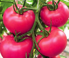 Vegetable pink tomato for sale  DONCASTER