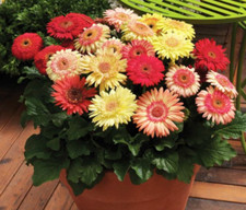 Gerbera cartwheel strawberry for sale  Winthrop