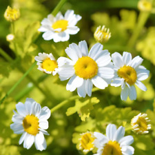 Plug plants feverfew for sale  TELFORD