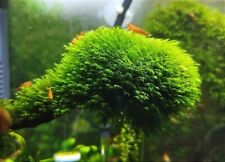 Fissidens fontanus phönix gebraucht kaufen  Worms