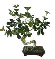 Artificial penny green for sale  Hemet
