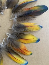 Scarlet macaw small for sale  Bremen