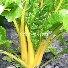 210x swiss chard for sale  DEWSBURY