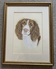 English springer spaniel for sale  BASILDON