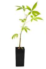 Treesagain potted silk for sale  La Junta