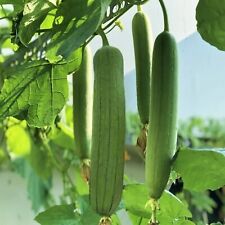 30pcs luffa chubby for sale  Staten Island