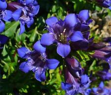 Gentiana septemfida hardy for sale  GRIMSBY