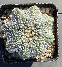 Astrophytum asterias star usato  Genova