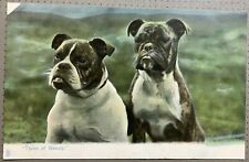 Bulldog puppies types for sale  HUDDERSFIELD