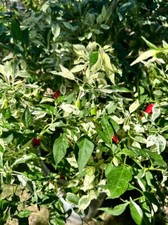 Wild white guatemala for sale  Oklahoma City