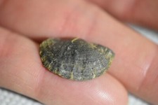 Brachiopode neochonetes carbon d'occasion  Pont-à-Mousson