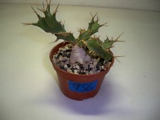 956 euphorbia tortirama for sale  El Cajon