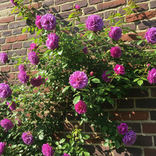 Rosa rampicante viola usato  Trappeto
