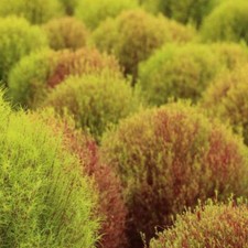 1 pacote com 100 sementes de grama Kochia Scoparia sementes ornamentais de plantas ao ar livre S091, usado comprar usado  Enviando para Brazil